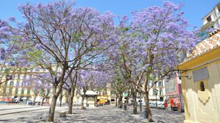 Plaza de la Merced