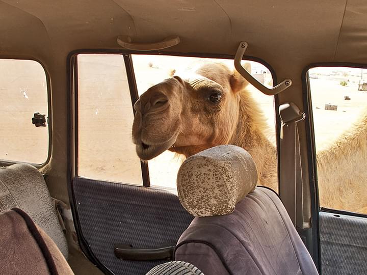 Wahiba Sands: Ein Kamel-Gruss durch das Autofenster