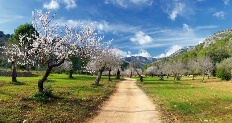 Frühling auf Mallorca: Die Zeit der Mandelblüte hat begonnen